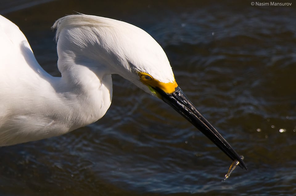 Snowy Egret with Fish Closeup