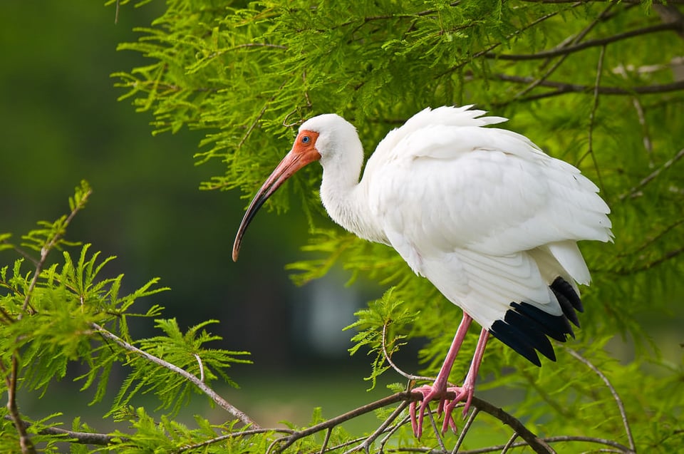 White Ibis