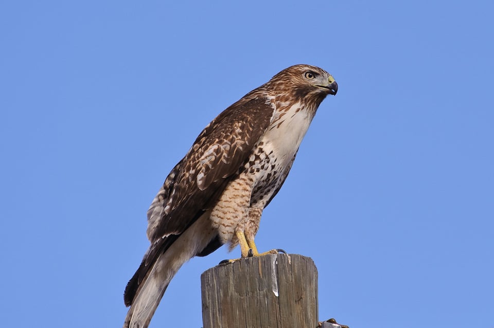 Hawk with a mouse