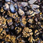 Texture of Mussels