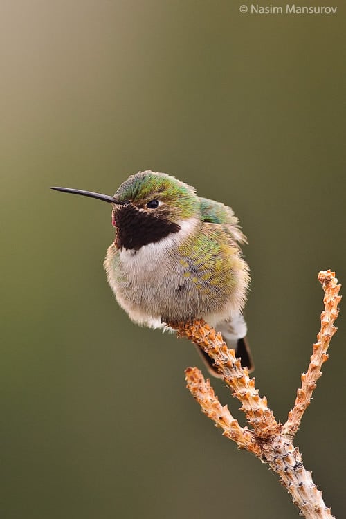 Broad-tailed Hummingbird