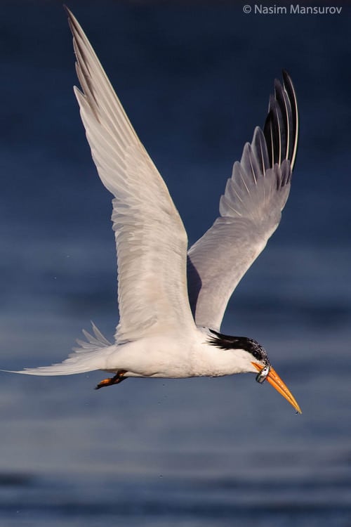 Caspian Tern with a Fish