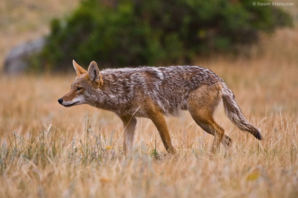 Coyote Hunting