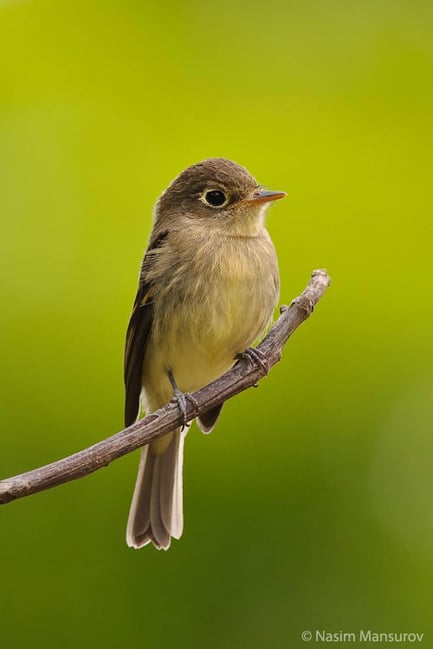 Pacific-slope Flycatcher