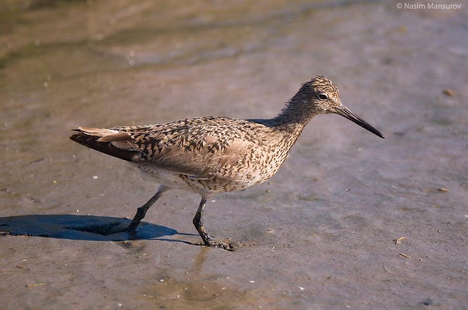 Sandpiper