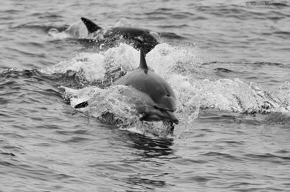 Common Dolphin