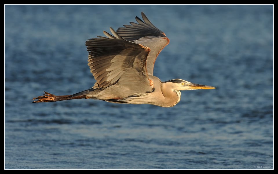 Great Blue Heron