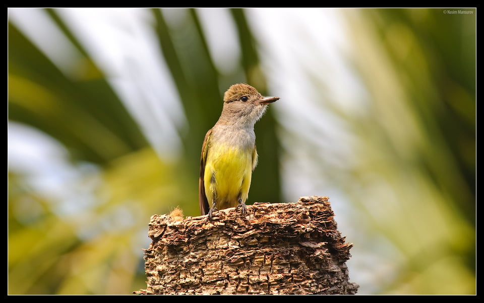 Great Crested Flycatcher