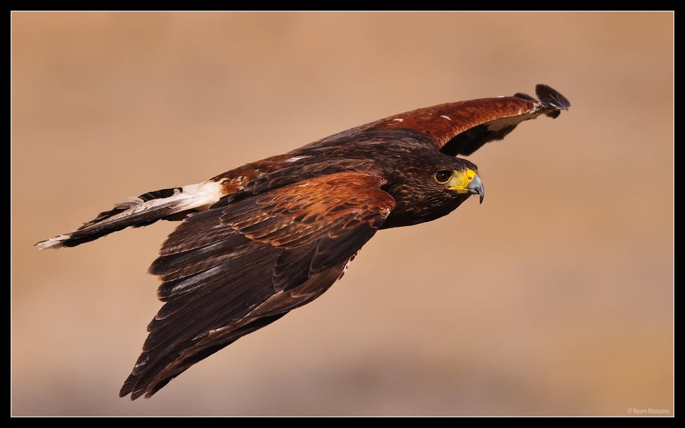 Harris's Hawk