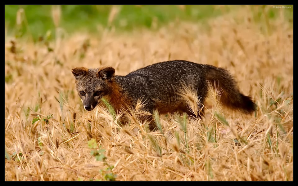 Island Fox