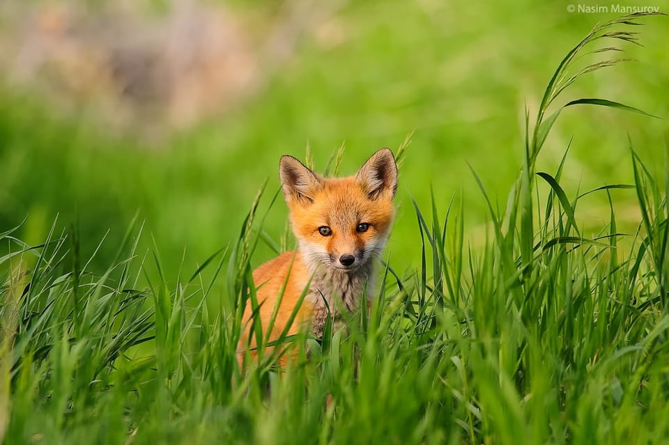 Red Fox Kit