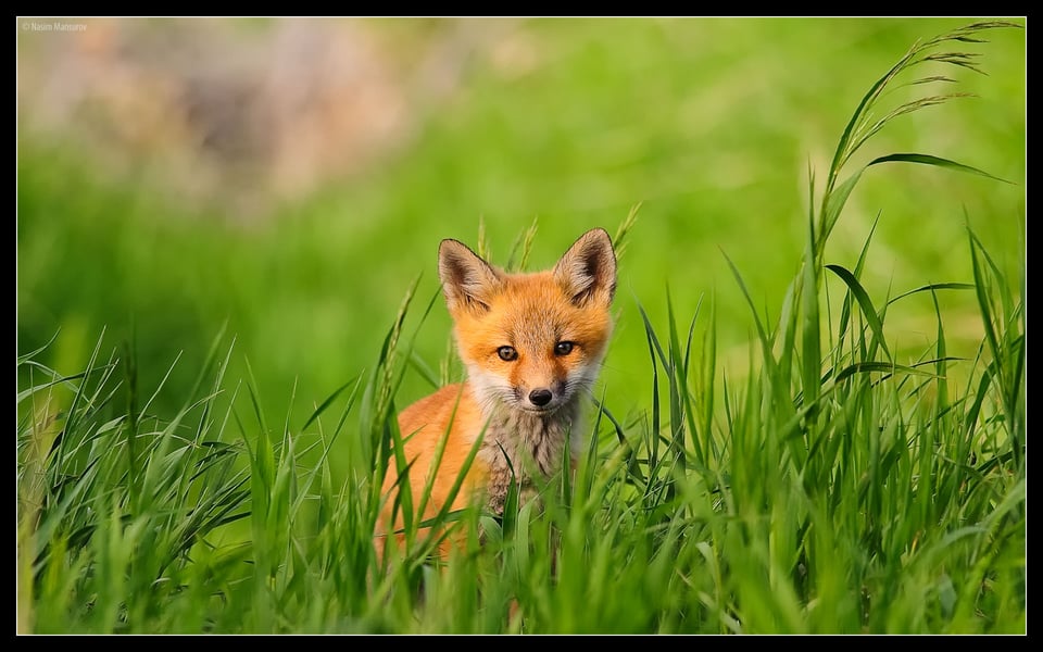 Red Fox Kit