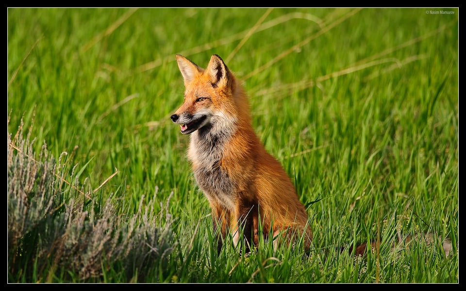 Red Fox