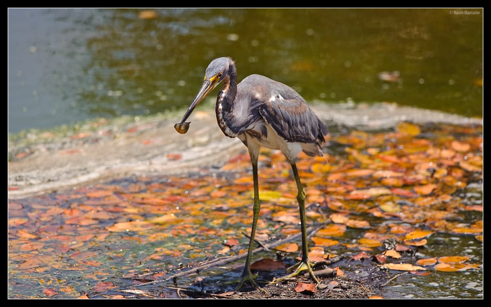 Tricolored Heron