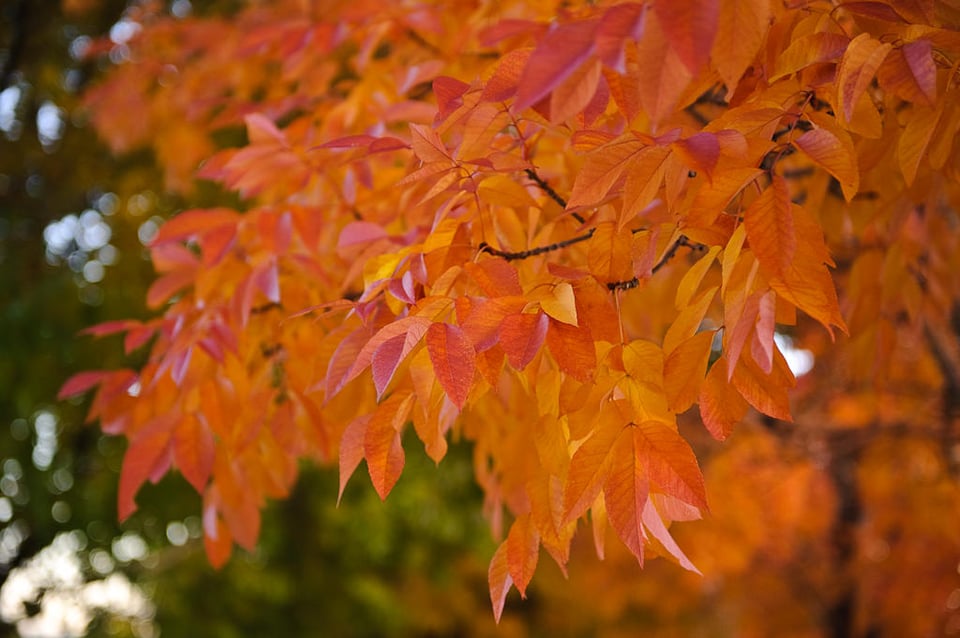 Fall Leaves