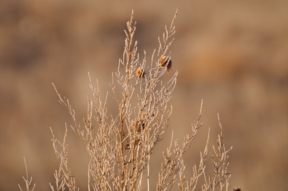 Nikon 70-300mm VR - Bokeh Test