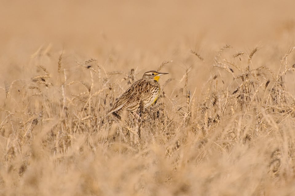 Nikon 70-300mm VR - Western Meadowlark