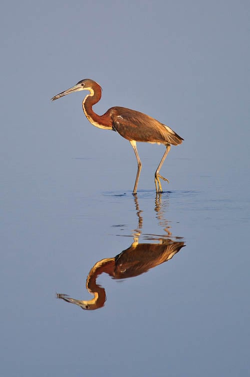 Heron at Sunrise