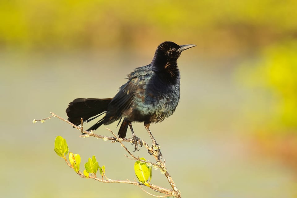 Florida Birding #2