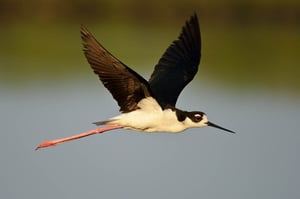 Black-necked Stilt