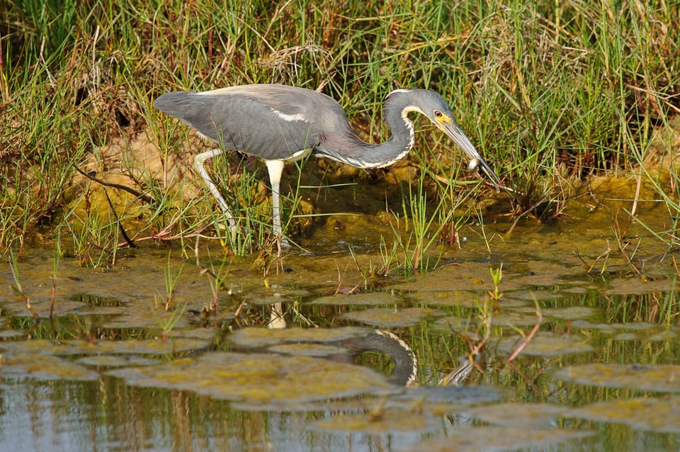 Florida Birding #4