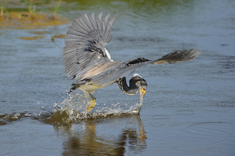 Florida Birding #5