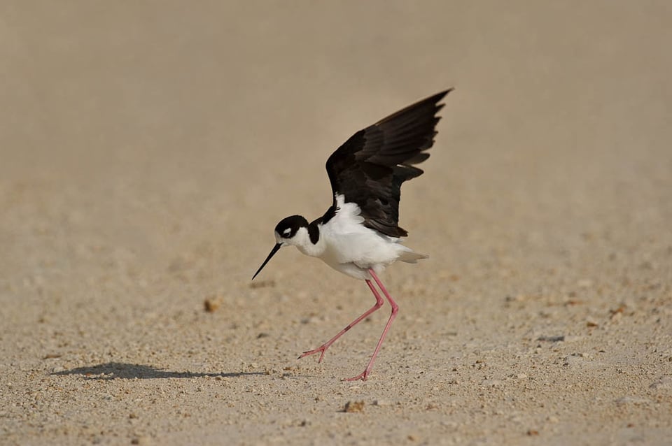 Florida Birding #7