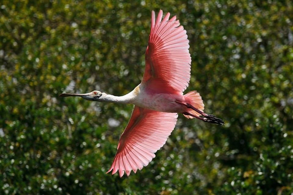 Roseate Spoonbill in Flight