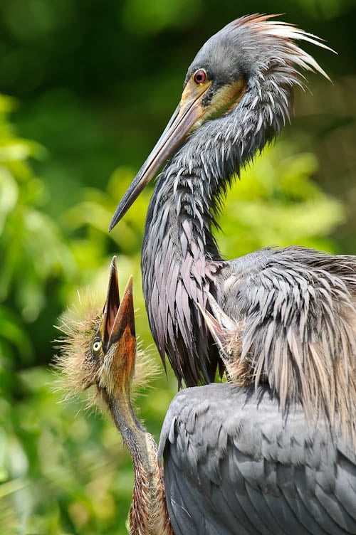 Heron feeding chicks at Gatorland