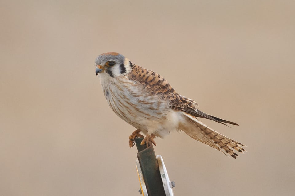 American Kestrel