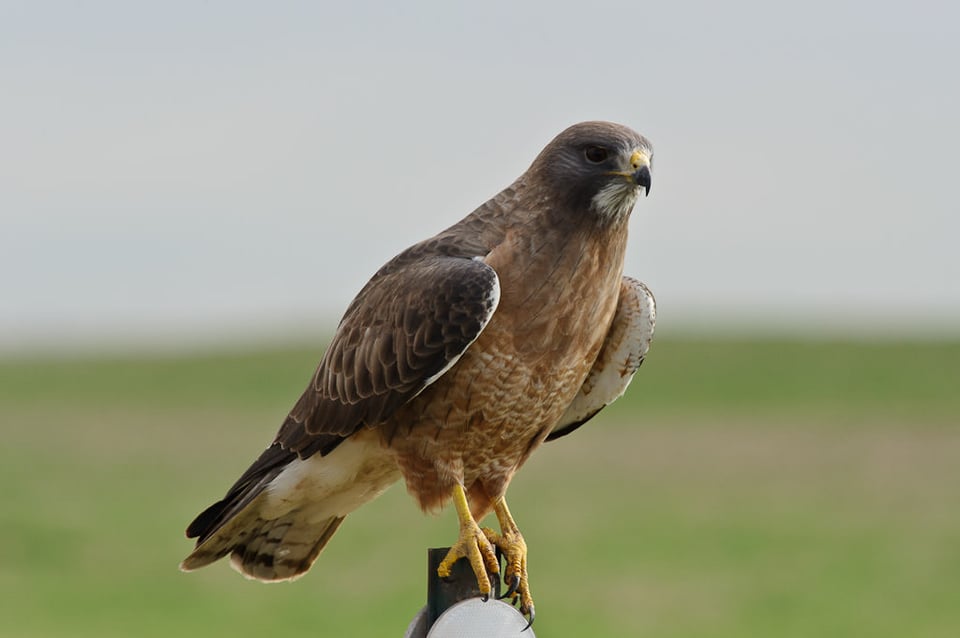 Broad-winged Hawk