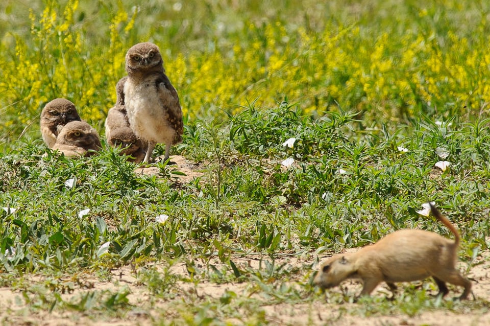 Burrowing Owl Chicks