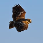 Burrowing Owl in Flight