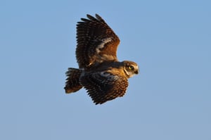 Burrowing Owl in Flight