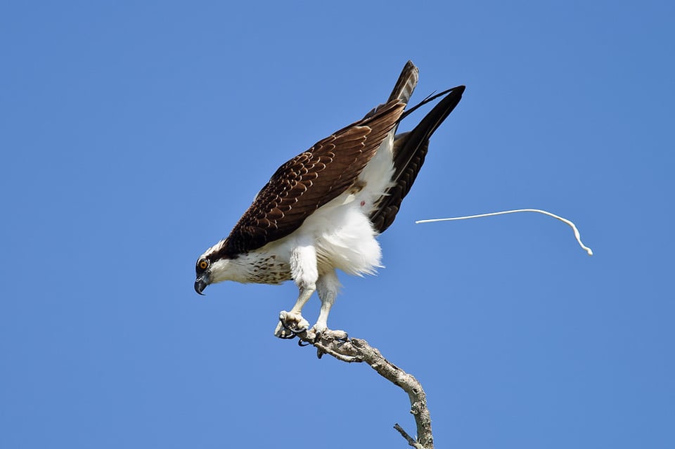 Osprey Pooping