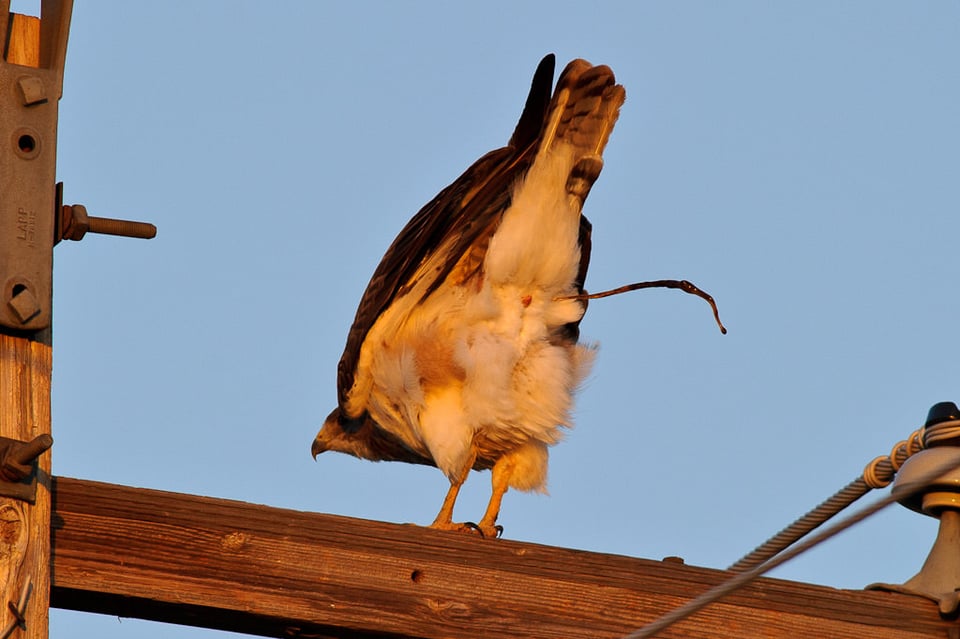 Red-tailed Hawk Pooping