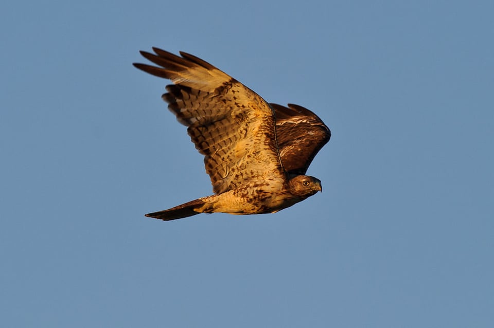 Red-tailed Hawk in Flight