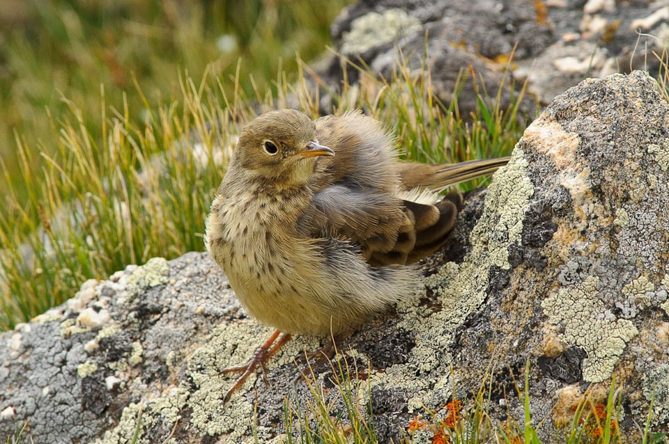 Chick #1 Chick #1