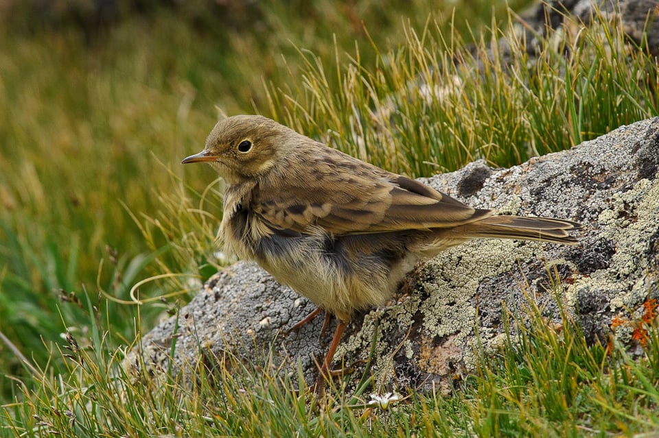 Chick #2 Chick #2