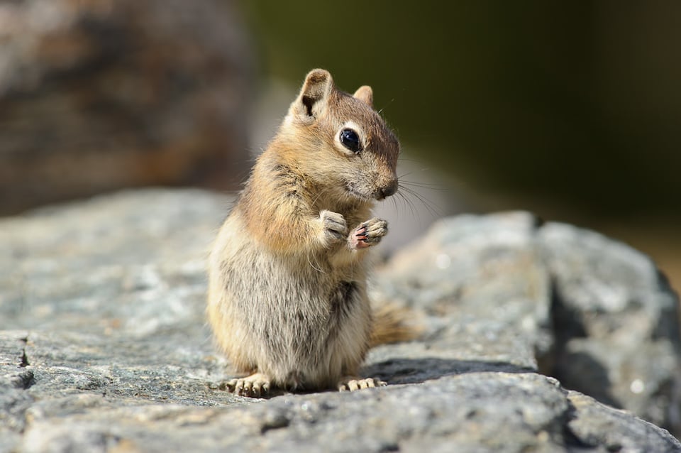 Chipmunk Chipmunk