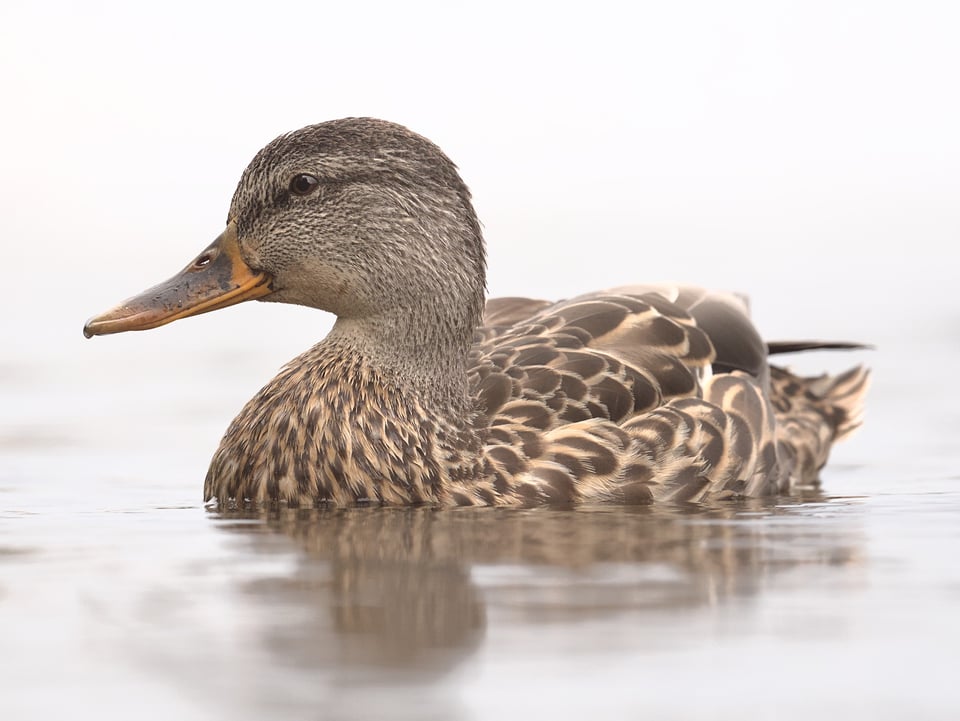 Mallard_Swimming_Quiet_J_Polak