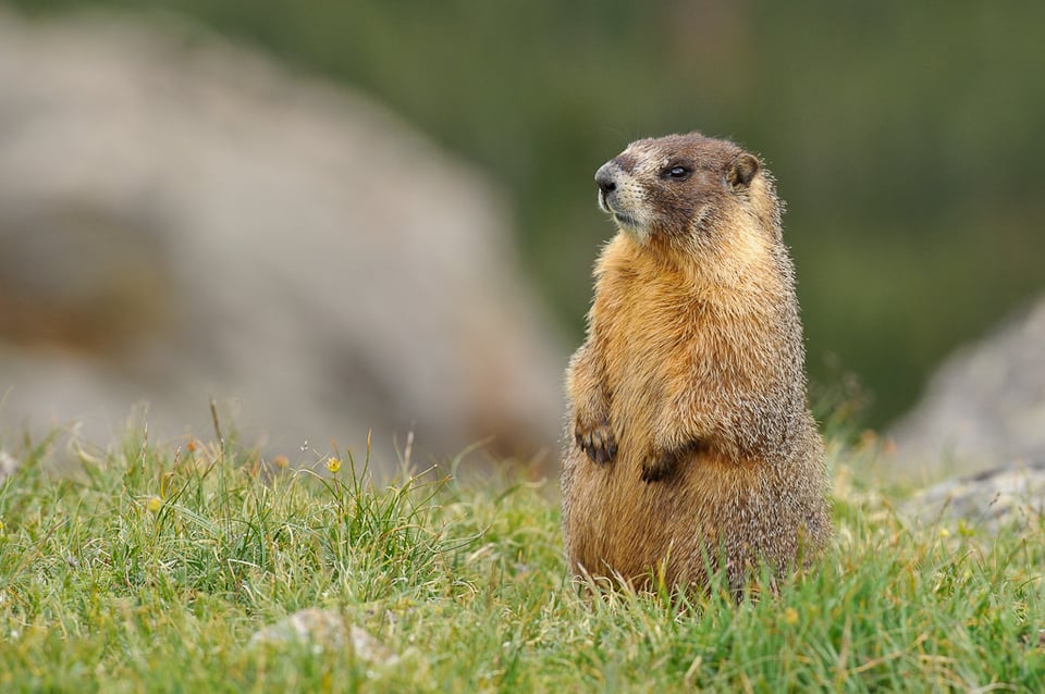 Yellow-bellied Marmot