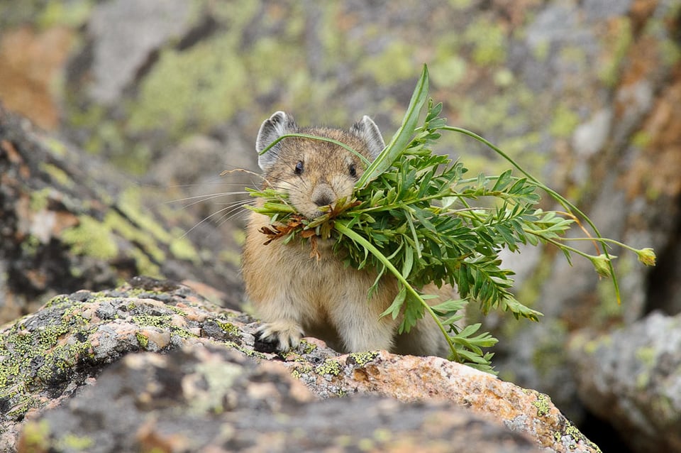 Mountain Pika with Grass Mountain Pika with Grass