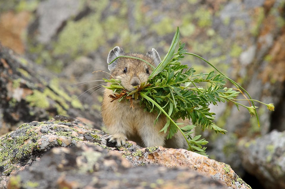 Mountain Pika with Grass