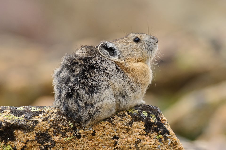 Mountain Pika Mountain Pika