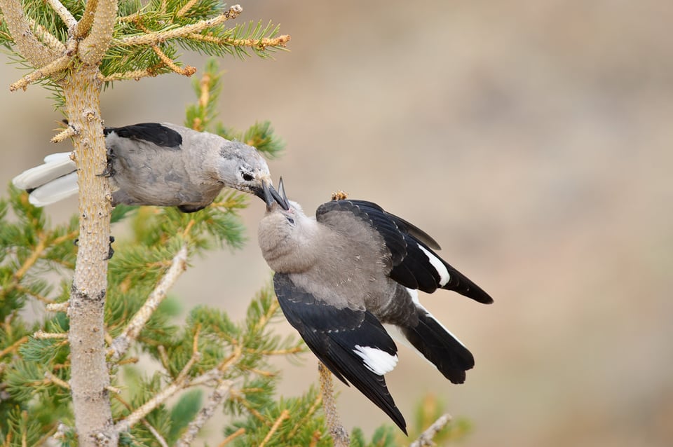 Nutcracker feeding chick Nutcracker feeding chick