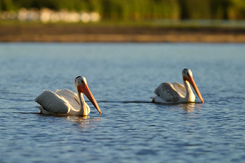 White Pelicans