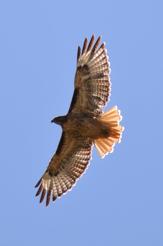 Hawk Hawk