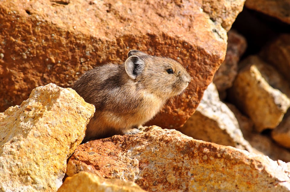 Mountain Pika Mountain Pika