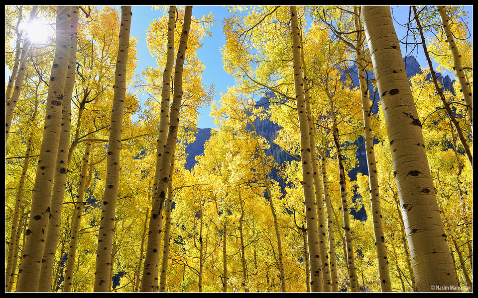 Aspens